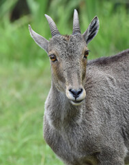 Nilgiri tahr closeup, wild goat closeup