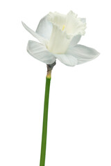 Studio Shot of White Colored Daffodil Flower Isolated on White Background