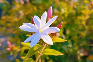 Beautiful white flower natural blossom with pink buds and green leaves macro view picture image stock photo selective focus