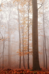 Forest in fog. Mystical beech forest in November. 