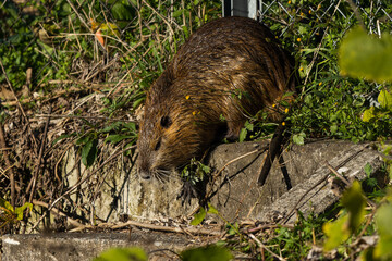 会談を降りるヌートリア