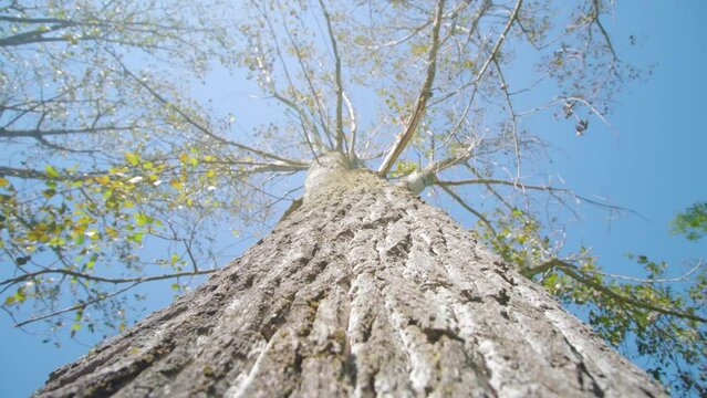 High birch tree trunk with thick layer of lumpy bark and long thin branches with young leaves under blue sky extreme close low angle shot