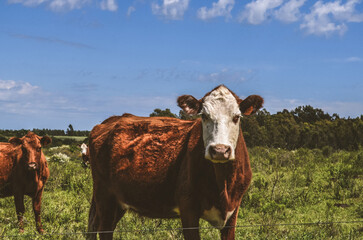 Clásica foto de ganado uruguayo, mas de nuestra tradición 