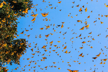 Monarch butterflies (Danaus plexippus) are flying on the background of the blue sky in a park El Rosario, Reserve of the Biosfera Monarca. Angangueo, State of Michoacan, Mexico