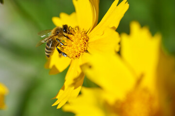 Nahaufnahme einer Biene auf der Ringelblume