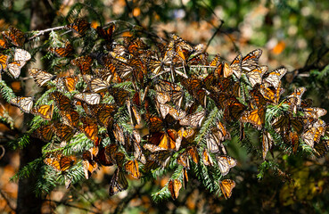 Colony of Monarch butterflies (Danaus plexippus) are sitting on pine branches in a park El Rosario, Reserve of the Biosfera Monarca. Angangueo, State of Michoacan, Mexico