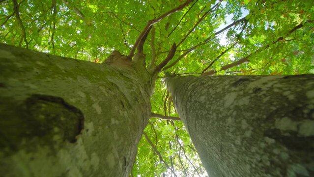 High trunks of birch trees with wide crowns of leaves on broad branches growing together lit by bright sunlight in park low angle shot