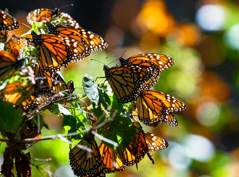 Monarch butterflies (Danaus plexippus) are sitting on branches in the forest in the park El Rosario, Reserve of the Biosfera Monarca. Angangueo, State of Michoacan, Mexico