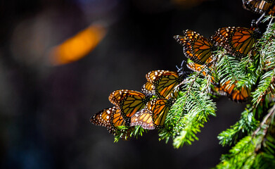 Colony of Monarch butterflies (Danaus plexippus) are sitting on pine branches in a park El Rosario, Reserve of the Biosfera Monarca. Angangueo, State of Michoacan, Mexico