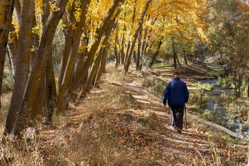 Hombre mayor paseando por el bosque en otoño