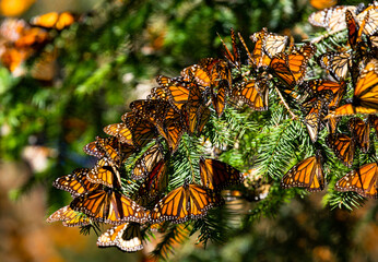 Colony of Monarch butterflies (Danaus plexippus) are sitting on pine branches in a park El Rosario, Reserve of the Biosfera Monarca. Angangueo, State of Michoacan, Mexico - obrazy, fototapety, plakaty