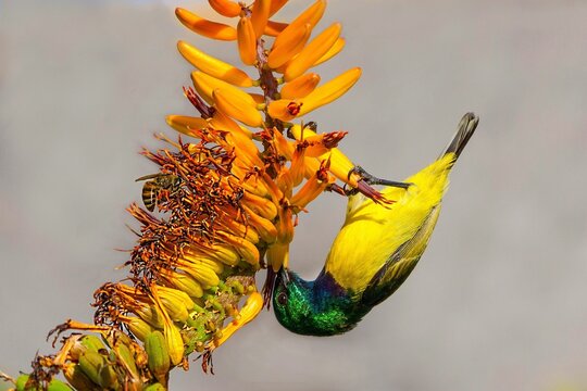 Closeup shot of a collared sunbird on aloe - Hedydipna collaris