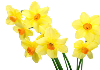 Fototapeta na wymiar The spring cute yellow daffodils