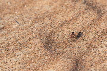 Top view of an Insect in the sand of a dune, supposely Black-and-Red-bug or Lygaeus equestris, desert of the United Arab Emirates