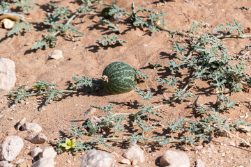 Desert Squash fruit, Globular, apple sized in gravel desert, United Arab Emirates