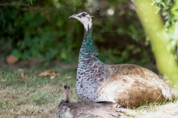 Peacock female and baby peacock rest in an open park © ds17