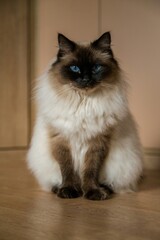 ragdoll cat in a domestic environment - 550370094