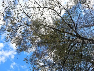 Fototapeta premium Sky & Tree