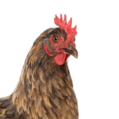 Araucana mixed breed hen isolated