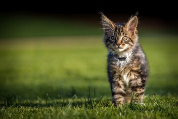 maine coon kitten runs in the meadow - 550370253