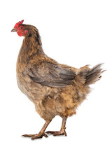 Araucana mixed breed hen isolated