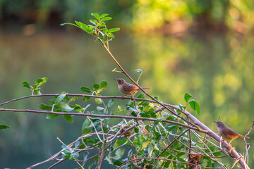 FREE BIRD