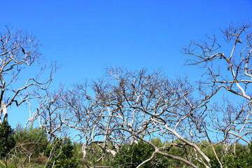 The plants in the Featherbed Nature reserve in Knysna on a beautiful summer's morning, South Africa