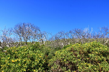 The plants in the Featherbed Nature reserve in Knysna on a beautiful summer's morning, South Africa