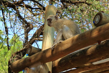 Vervet Monkey, Kruger National Park, South Africa