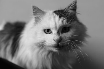 Closeup shot of a Persian cat looking at the camera in grayscale