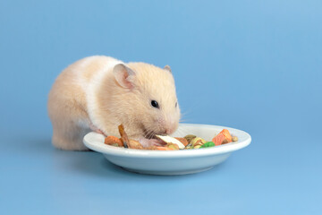 Golden hamster eats sunflower seeds on a blue background.