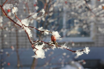 Thin branches of a tree with wild rose berries are covered with fluffy fresh snow