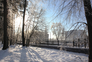 snow-covered trees in the city park on a winter sunny day