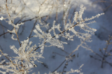  The texture and geometry of real snowflakes close-up on thin brown branches