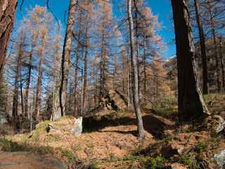 In the autumn forest by the Pellaud lakes in the municipality of Rhêmes-Notre-Dame, in the Aosta Valley, Italy.