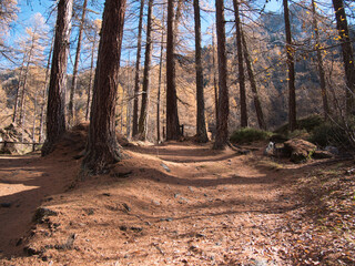 In the autumn forest by the Pellaud lakes in the municipality of Rhêmes-Notre-Dame, in the Aosta Valley, Italy.