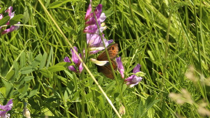 Butterfly on Wildflower
