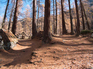 Obraz premium In the autumn forest by the Pellaud lakes in the municipality of Rhêmes-Notre-Dame, in the Aosta Valley, Italy.