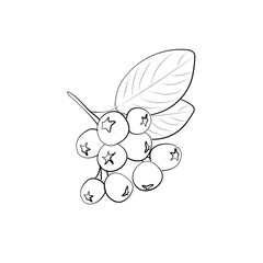 Black Rowan icon. Black mountain ash sign. Flat isolated icon. Vector illustration.