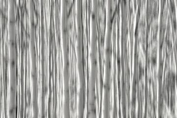 A forest of aspen trees in Utah, icm