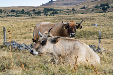 A herd of aubrac cows in a mountain pasture