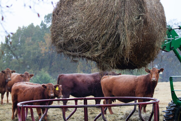 Cows getting fed a fresh bale of hay on the farm © Tamara  Harding