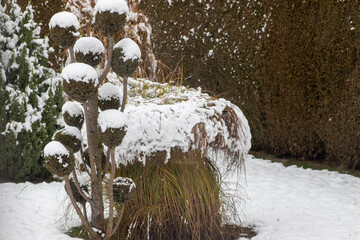 First snow covered plants. Snowy day. Begin winter.