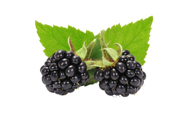 Blackberries with leaves isolated on a transparent background in close-up