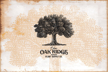 Vintage oak tree logo template