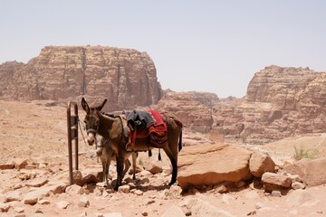 Naklejka premium Donkey with decorative saddle is standing by information boards about trail in Petra, Jordan. Petra is ancient Nabataean city, considered one of seven new wonders of world and is world heritage site