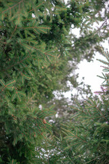 Fir tree branches with cones in winter forest close up	
