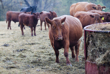 Cows eating a fresh bale of hay on the farm, bull in background