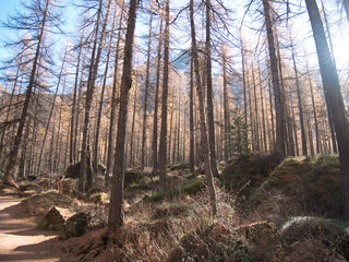 In the autumn forest by the Pellaud lakes in the municipality of Rhêmes-Notre-Dame, in the Aosta Valley, Italy.