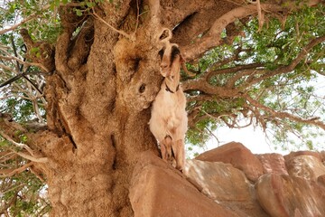 Portrait of goat on pistachio tree in Petra, Jordan. This tree is 400 years old. Petra is ancient...